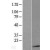 Western Blot: S100B Lysate [NBL1-15661] - Western Blot experiments. 
Left-Control; Right -Over-expression Lysate for S100B
